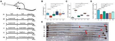 The postbiotic of hawthorn-probiotic ameliorating constipation caused by loperamide in elderly mice by regulating intestinal microecology